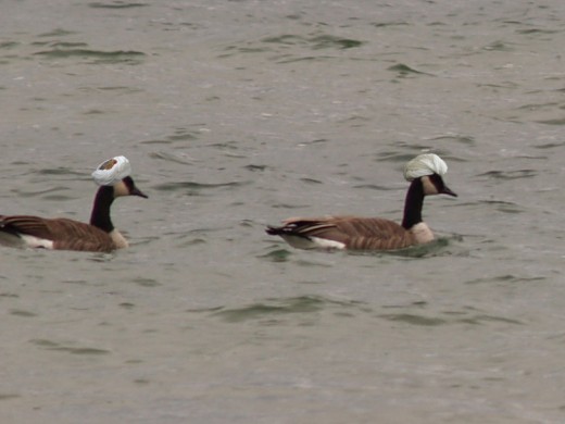 Al-Qaeda Geese