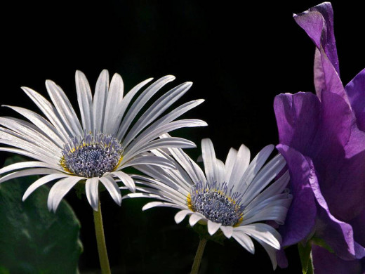 Daisy and Sweet Pea