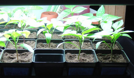 Keep grow lights just above the top leaves for well-branched and strong plants.