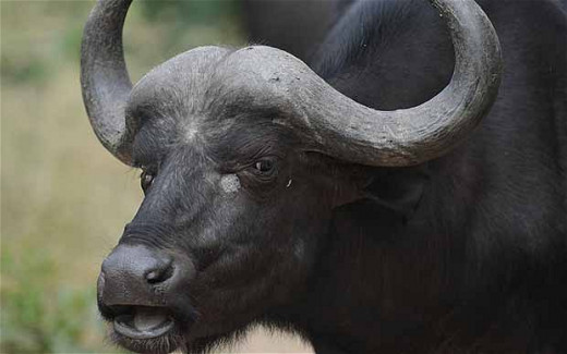 Water Buffalo