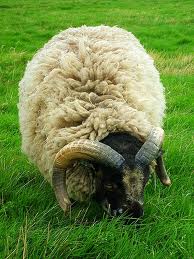 Longhorn Sheep.