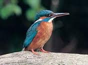 Woodpecker