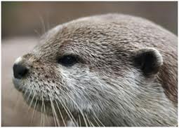Otter