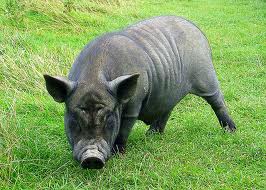 Hog