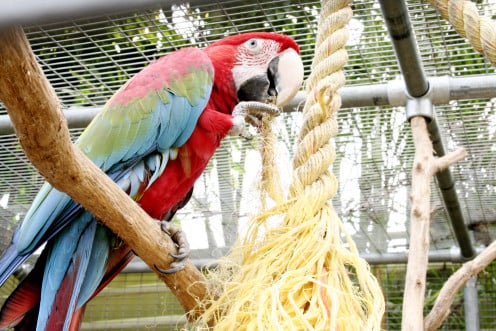 Photo: Macaw in Large Cage