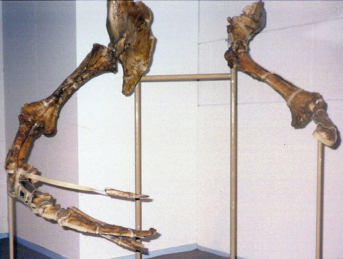 Therizinosaurus arms at the Experimentarium in Hellerup, Denmark.