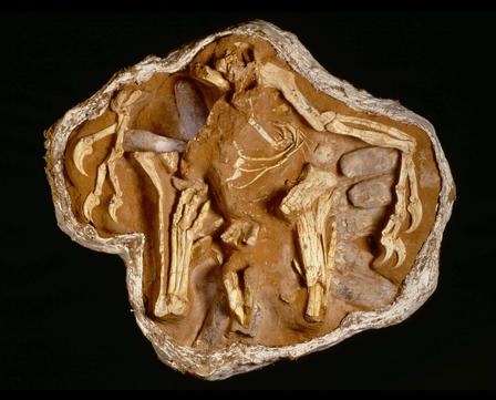 Type (i.e. original) specimen of Oviraptor at the American Museum of Natural History, New York.