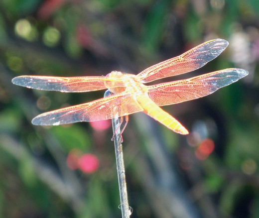 Perched on an antenna