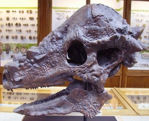 Pachycephalosaurus skull at the Oxford Museum of Natural History.