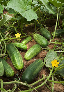 Growing Vegetables Indoors : Tips + Info