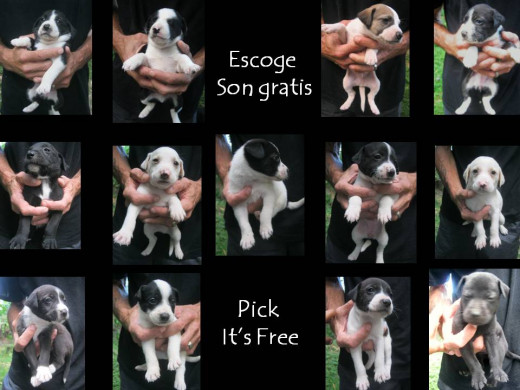 Puppies