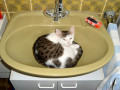 Weird Cat Behaviors Explained