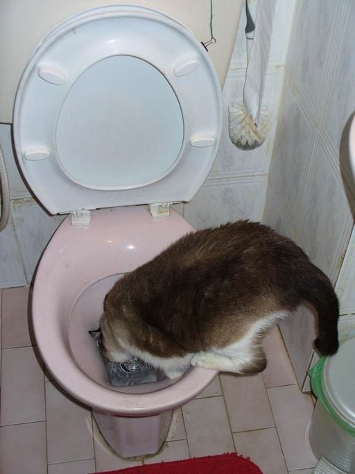 Cat drinking from a toilet