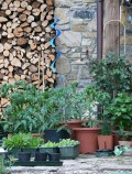 Easy Tips for Container Gardening