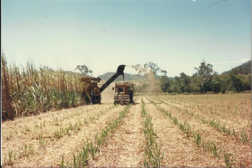 Harvesting Cane in Sarina, Queensland, Australia 1990's