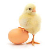 genetic modifications are passed down from chicken to eggs and chicks