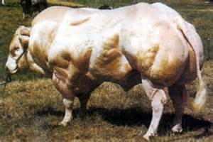 Is this the beef you want on your BBQs, in your ovens, or in your children's stomachs?