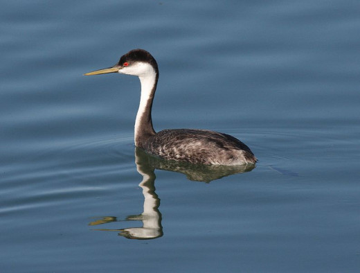 Pairs of the western grebe engage in spectacular co-ordinated dances during breeding season.