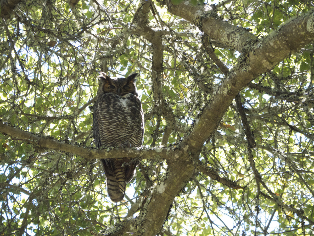 How and Why to Attract Owls to Your Backyard | HubPages