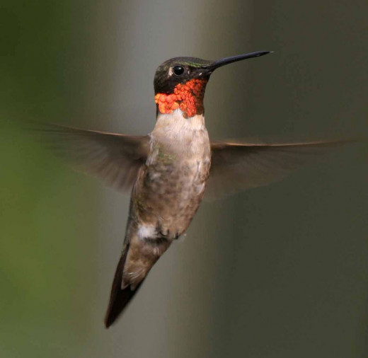 Hummingbirds are the only birds that can fly backwards