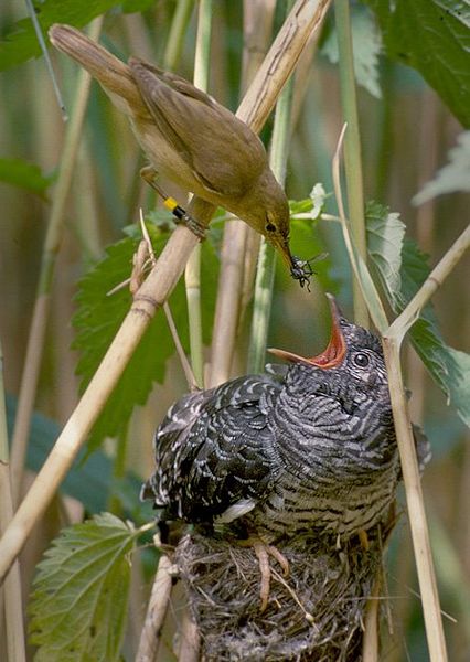 A reed warbler feeding a cuckoo chick that was left in its nest.  You would think the warbler would notice its baby is much bigger than it is!