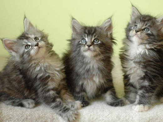 Cute Coon Kittens
