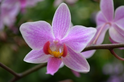 Pretty Pink Orchid