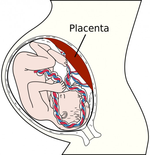 The fertilised egg of a placental mammal, including humans, divides many times and eventually becomes a foetus. As the foetus grows, the uterus expands in size and weight. In humans, pregnancy lasts 9 months