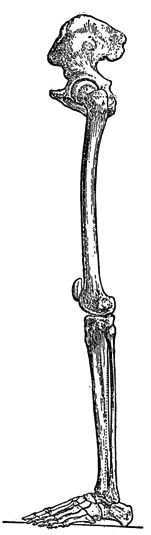 The leg and foot bone of a human that shows the plantigrade habit.