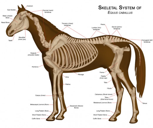The skeleton of a horse which clearly shows the typical characteristics on an unguligrade mammal.