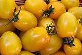yellow tomatoes