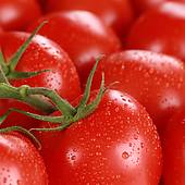 macro tomatoes (?GMO?)