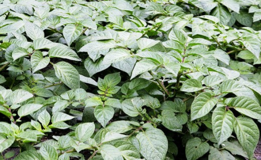 Healthy plant growth from a healthy soil.