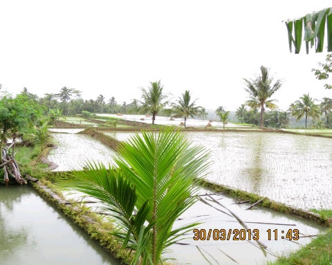 The rice fields are soaked prior to planting season.