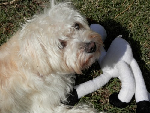Nellie and her stuffed chew toy.  