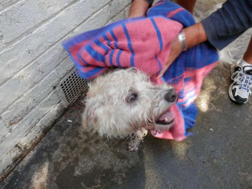 Washing the muddy dog! No vet required!