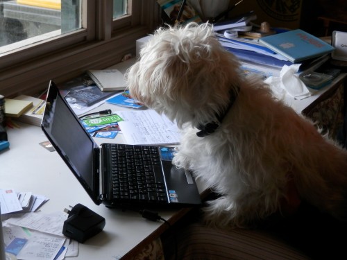 Nellie writing her tips on Dog Sitting.