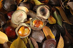 Jengkol (Archidendron pauciflorum)