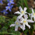 These are the pretty little flowers that I need help identifying, though I think they might be Siberian Squill flowers.  If so, they are also known as Spring Beauty flowers.