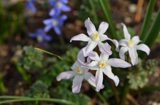 These are the pretty little flowers that I need help identifying, though I think they might be Siberian Squill flowers.  If so, they are also known as Spring Beauty flowers.