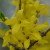 One of my very favorite and brightest early in spring is the lovely forsythia shrub.  They come back year after year. 