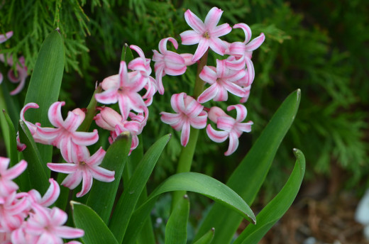 The pretty and bright pink hyacinth, that come back year after year without fail. 