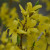 I love to see the forsythia bloom.