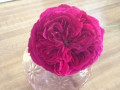 Rouge Royal Rose Hybrid Tea
