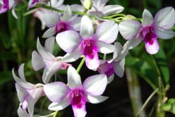 Benefits of Orchids and how to properly take care of them