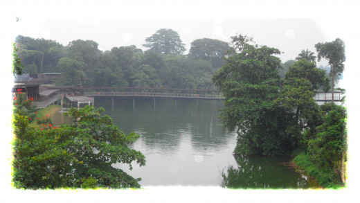 The Seletar Reservoir, over which the River Safari is located. 