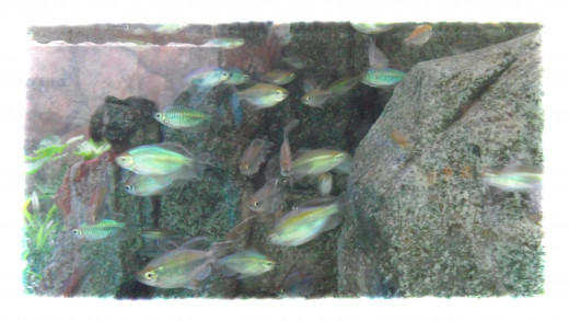 Congo Tetra