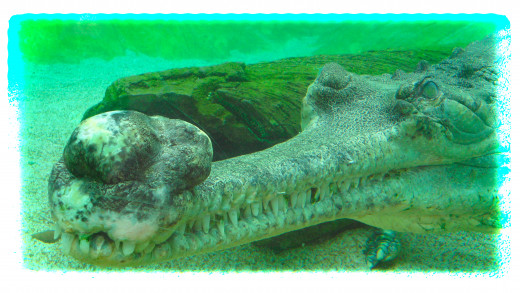 Indian Gharial