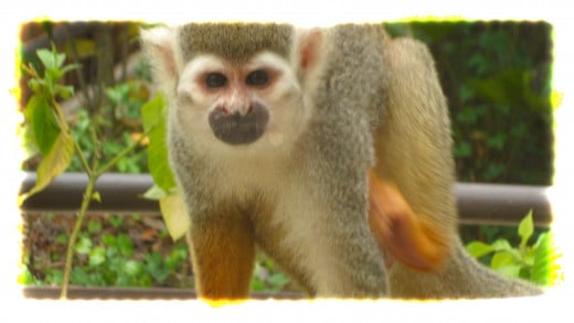 A Squirrel Monkey at the Squirrel Monkey Rainforest enclosure