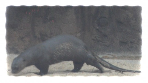 Giant RIver Otter